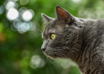 Perfectly Petite: The Charm of Medium-Sized Short-Haired Cat Breeds