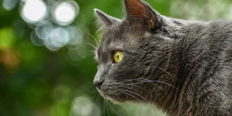 Perfectly Petite: The Charm of Medium-Sized Short-Haired Cat Breeds