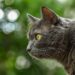 Perfectly Petite: The Charm of Medium-Sized Short-Haired Cat Breeds