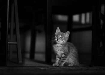 Unleash the Adventure: The Benefits of Using a Kitten Leash for Outdoor Exploration