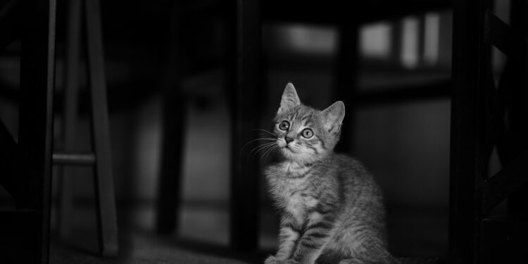 Unleash the Adventure: The Benefits of Using a Kitten Leash for Outdoor Exploration