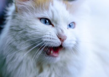 The Purr-fect Leader: How One Cat Leads the Pack with Feline Grace