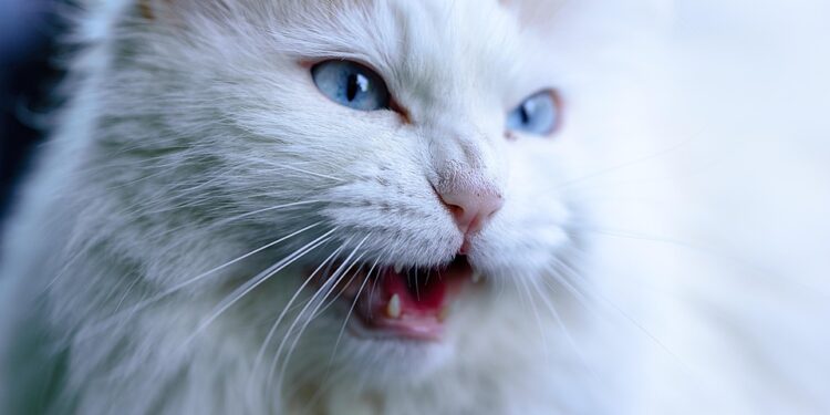 The Purr-fect Leader: How One Cat Leads the Pack with Feline Grace