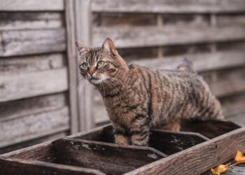 Perfectly Petite: Discovering the Charms of Medium-Sized Short-Haired Cat Breeds