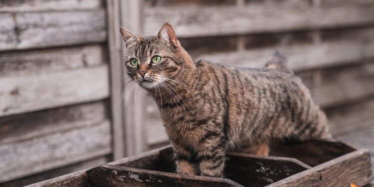 Perfectly Petite: Discovering the Charms of Medium-Sized Short-Haired Cat Breeds
