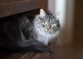 The Purr-fect Guide: Essential Cat Training Tips for Beginners
