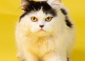 Purr-fect Companions: The Top Cat Breeds for Kids