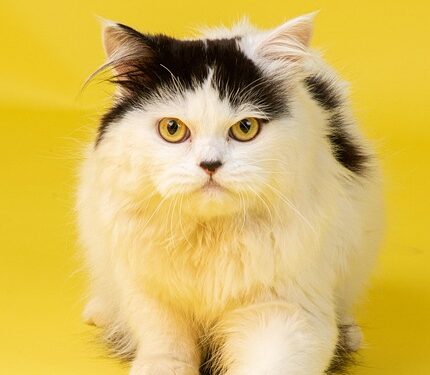 Purr-fect Companions: The Top Cat Breeds for Kids