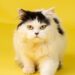 Purr-fect Companions: The Top Cat Breeds for Kids