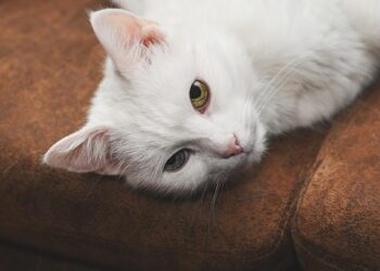 Top 10 Family-Friendly Feline Friends: The Best Cat Breeds for Companionship