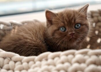 Mastering Feline Manners: A Comprehensive Guide to Cat Behavior Training