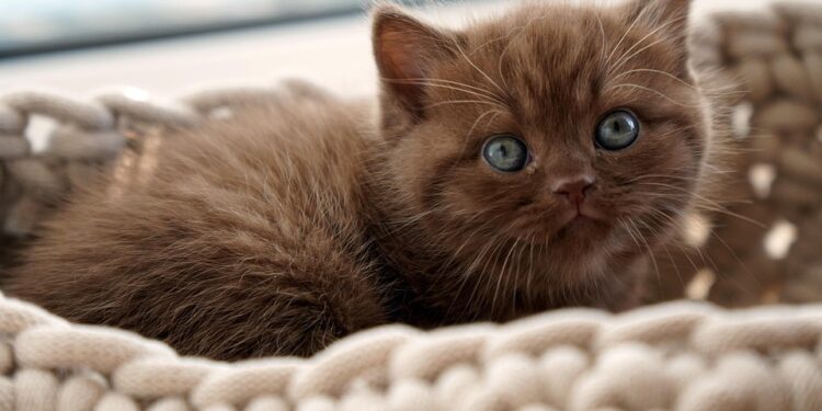 Mastering Feline Manners: A Comprehensive Guide to Cat Behavior Training