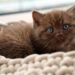 Mastering Feline Manners: A Comprehensive Guide to Cat Behavior Training