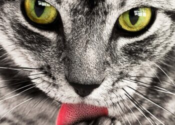 Stay Warm and Cozy: Essential Winter Tips for Your Feline Friend