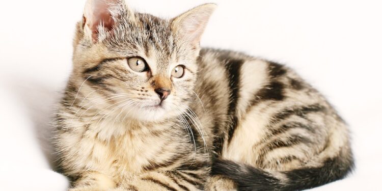 Preventing Purr-fect Disasters: Essential Tips for Keeping Your Cat’s Water Bowl Spill-Free