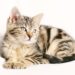 Preventing Purr-fect Disasters: Essential Tips for Keeping Your Cat’s Water Bowl Spill-Free