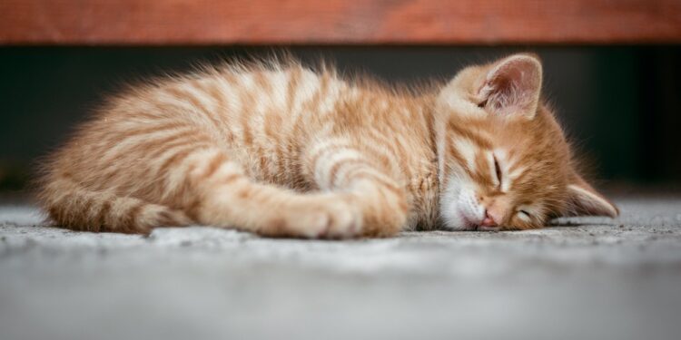 Freedom on a Leash: The Ultimate Guide to Retractable Leashes for Feline Friends