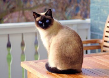 Curly-Tailed Charms: Discovering the Allure of Medium-Sized Cat Breeds