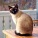 Curly-Tailed Charms: Discovering the Allure of Medium-Sized Cat Breeds