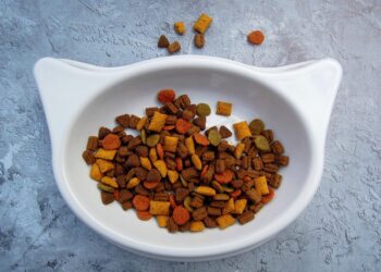 The Ultimate Guide to Safe and Healthy Cat Nutrition: What Can Cats Eat Besides Cat Food?