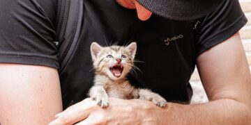 Purrfectly Petite: Exploring the Enchanting World of Small Cat Breeds