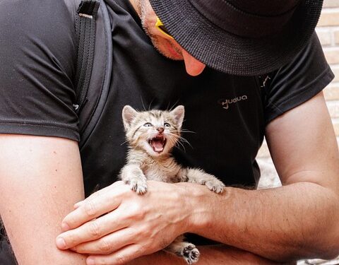 Purrfectly Petite: Exploring the Enchanting World of Small Cat Breeds