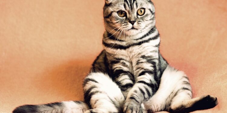 Fur-Free Felines: The Best Apartment Cats for Allergy Sufferers