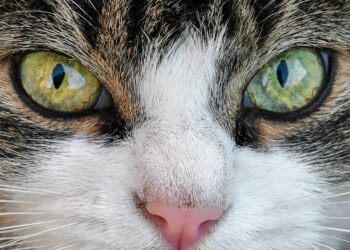Purr-fectly Healthy: A Guide to Optimal Cat Wellness