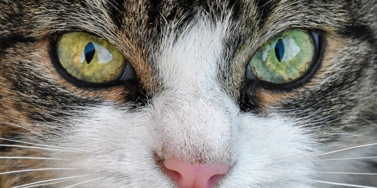 Purr-fectly Healthy: A Guide to Optimal Cat Wellness