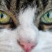Purr-fectly Healthy: A Guide to Optimal Cat Wellness