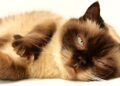 Feline Royalty: Exploring the Diverse World of Cat Breeds