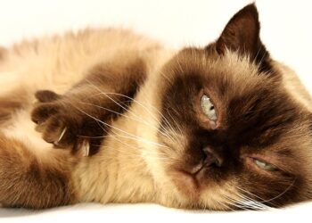 Feline Royalty: Exploring the Diverse World of Cat Breeds