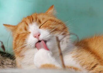 Feline Fitness: Keeping Your Cat Happy and Healthy