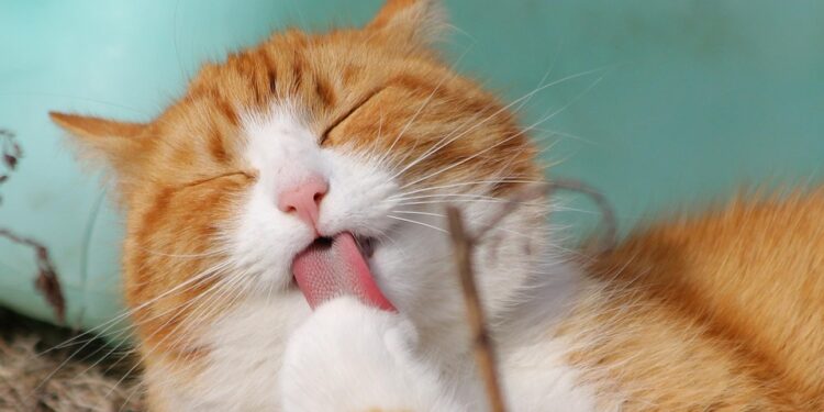 Feline Fitness: Keeping Your Cat Happy and Healthy