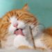 Feline Fitness: Keeping Your Cat Happy and Healthy