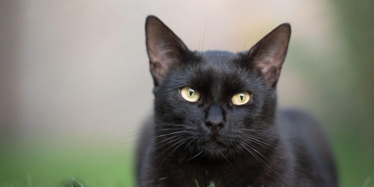 Purr-fectly Healthy: A Guide to Feline Wellness