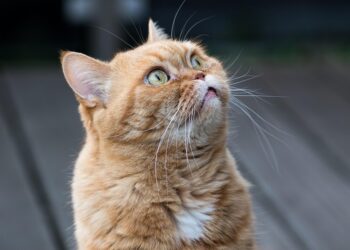 Feline Wellness: A Guide to Keeping Your Cat Happy and Healthy