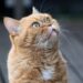 Feline Wellness: A Guide to Keeping Your Cat Happy and Healthy