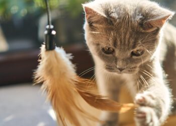 The Perfect Pet: Small Hypoallergenic Cats that are a Breeze to Train