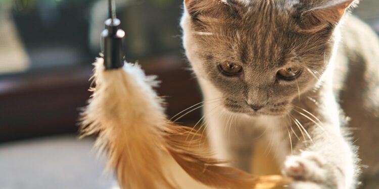 The Perfect Pet: Small Hypoallergenic Cats that are a Breeze to Train