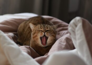 Top Tips for Keeping Your Cat’s Water Bowl Upright and Hydrated