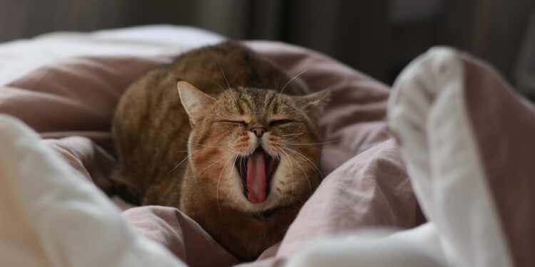 Top Tips for Keeping Your Cat’s Water Bowl Upright and Hydrated