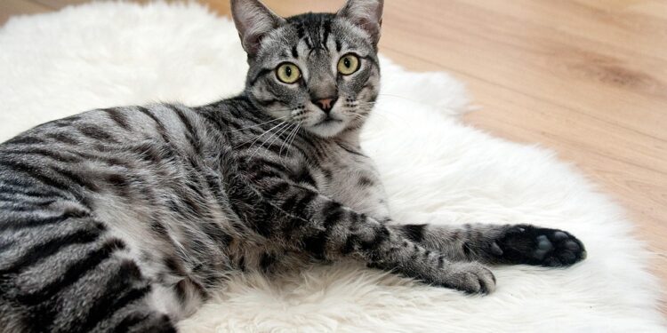 Purrfectly Balanced: The Ultimate Guide to Cat Health Food