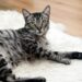 Purrfectly Balanced: The Ultimate Guide to Cat Health Food