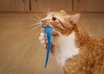 Feline Fun: The Ultimate Cat Toy Ball in a Ball Adventure!