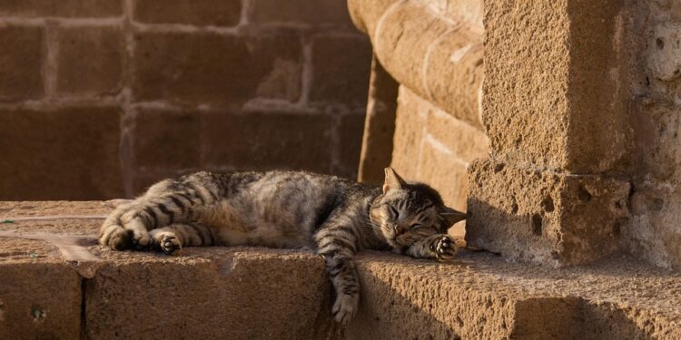 The Purr-fect Leader: How Cats Can Show Us the Way