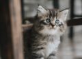 Tranquil Tabbies: Discovering the Beauty of Small Hypoallergenic Cats