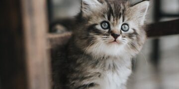 Tranquil Tabbies: Discovering the Beauty of Small Hypoallergenic Cats
