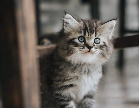 Tranquil Tabbies: Discovering the Beauty of Small Hypoallergenic Cats