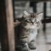 Tranquil Tabbies: Discovering the Beauty of Small Hypoallergenic Cats
